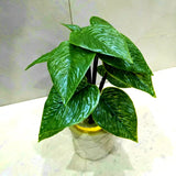 Pack of 3, 5 Artificial Small Plants - 6 Inches High Quality Table Top Decor in White Pots